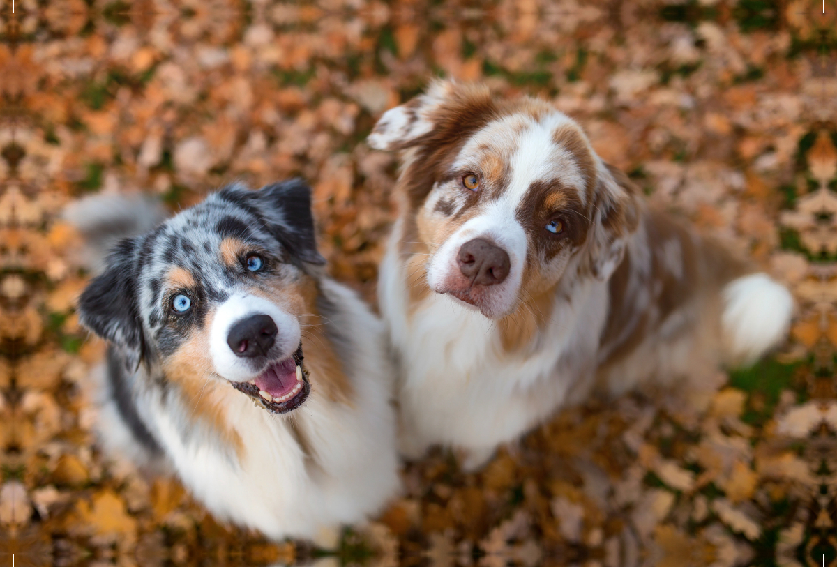 Australian Shepherds schauen erwartungsvoll in die Kamera , gibt es ein Leckerchen?