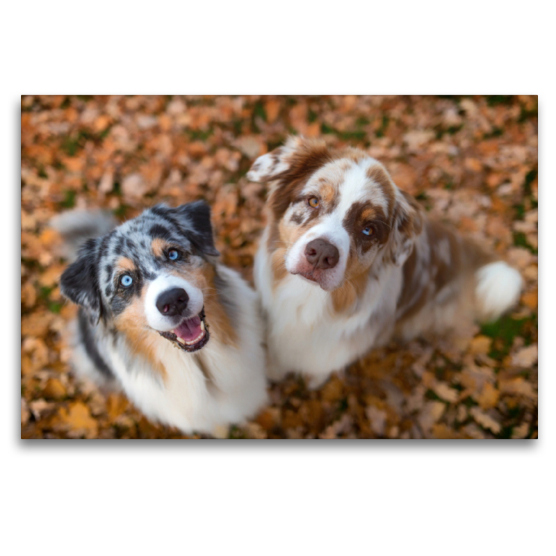 Australian Shepherds schauen erwartungsvoll in die Kamera , gibt es ein Leckerchen?