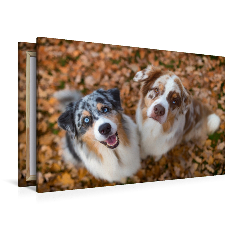 Australian Shepherds schauen erwartungsvoll in die Kamera , gibt es ein Leckerchen?