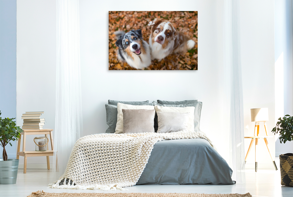 Australian Shepherds schauen erwartungsvoll in die Kamera , gibt es ein Leckerchen?