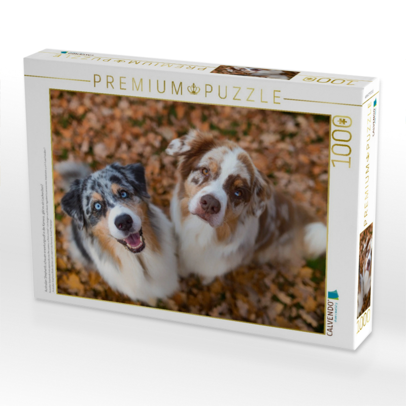 Australian Shepherds schauen erwartungsvoll in die Kamera , gibt es ein Leckerchen?