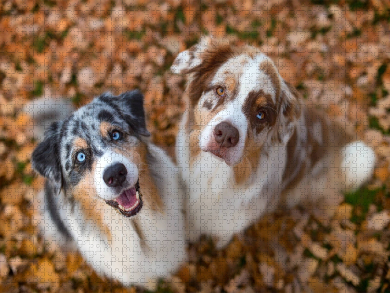 Australian Shepherds schauen erwartungsvoll in die Kamera , gibt es ein Leckerchen?