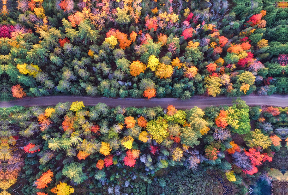 Farbenpracht des Waldes im Indian Summer