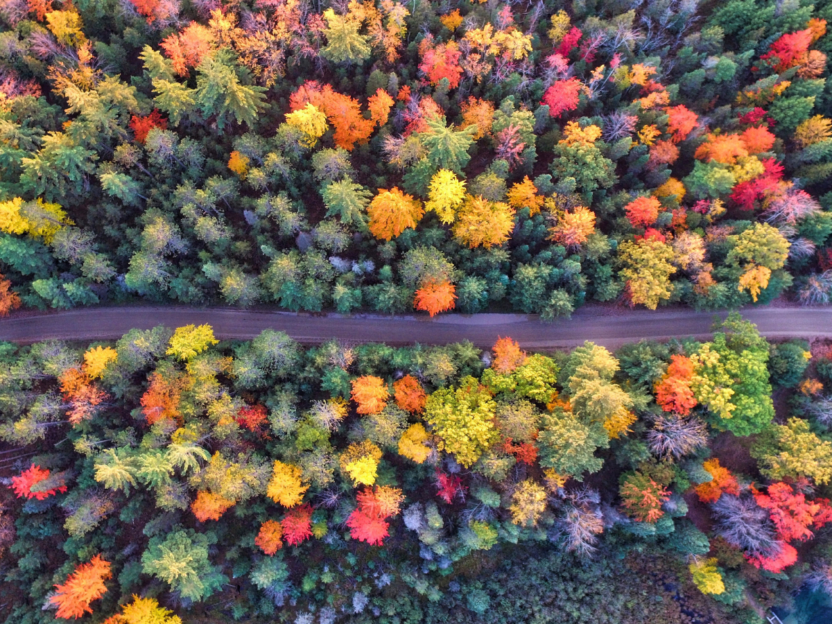 Farbenpracht des Waldes im Indian Summer