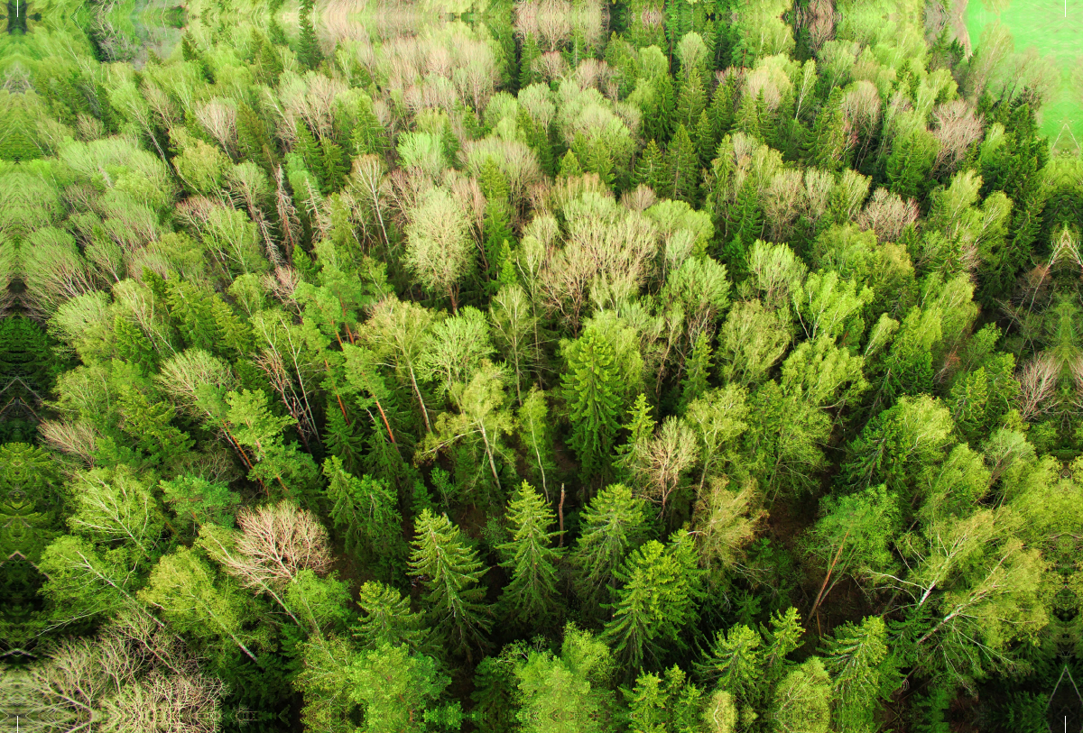 Der Wald im Hochsommer