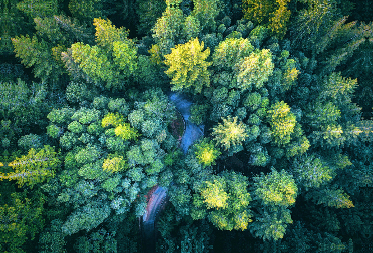 Der Wald von oben