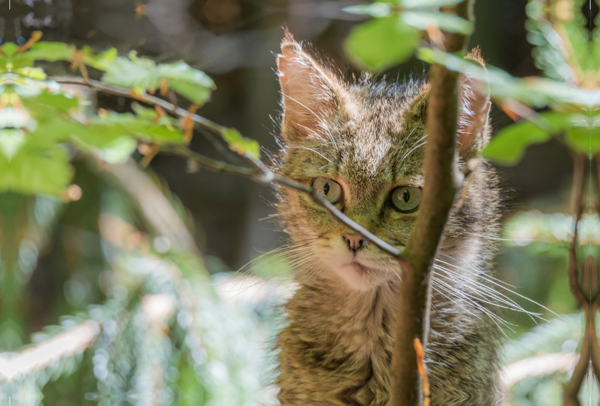 Ein Motiv aus dem Kalender Wildkatzenbabys - wild und zuckersüß.