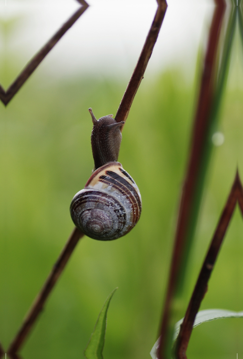 Dunkle Schnecke auf dem Weg nach oben