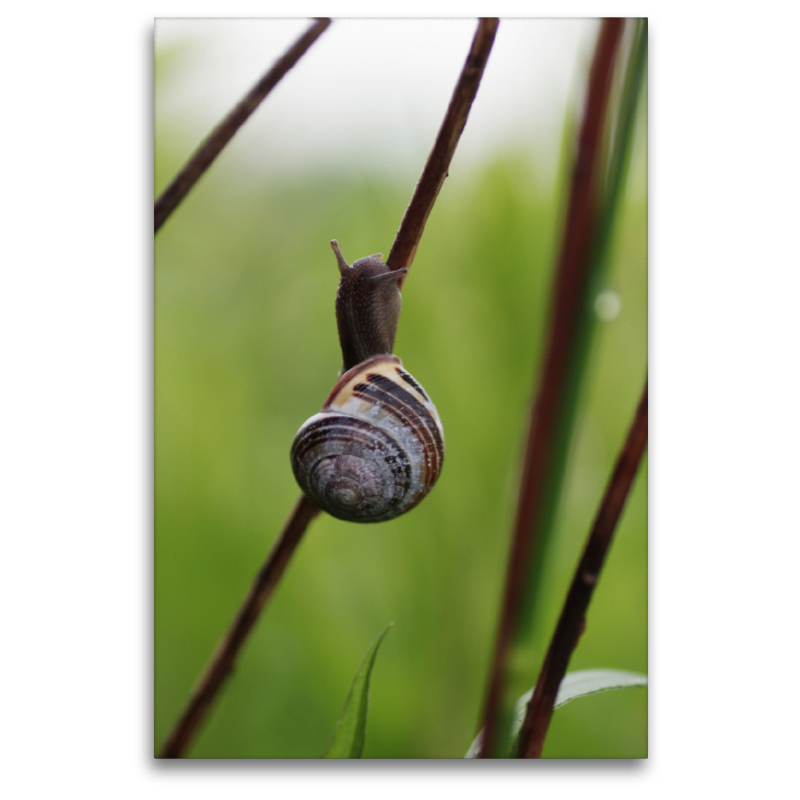 Dunkle Schnecke auf dem Weg nach oben