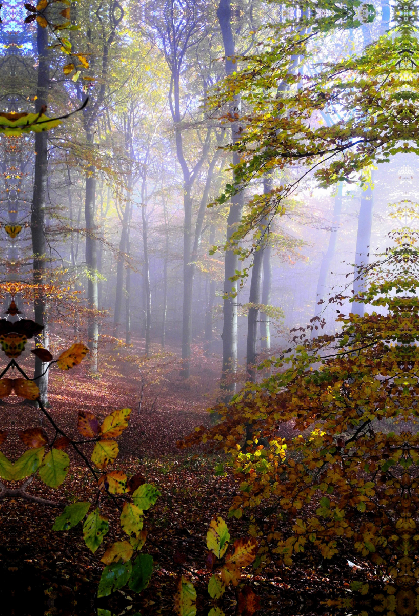 Ein Motiv aus dem Kalender Herbstmorgen in der Eifel