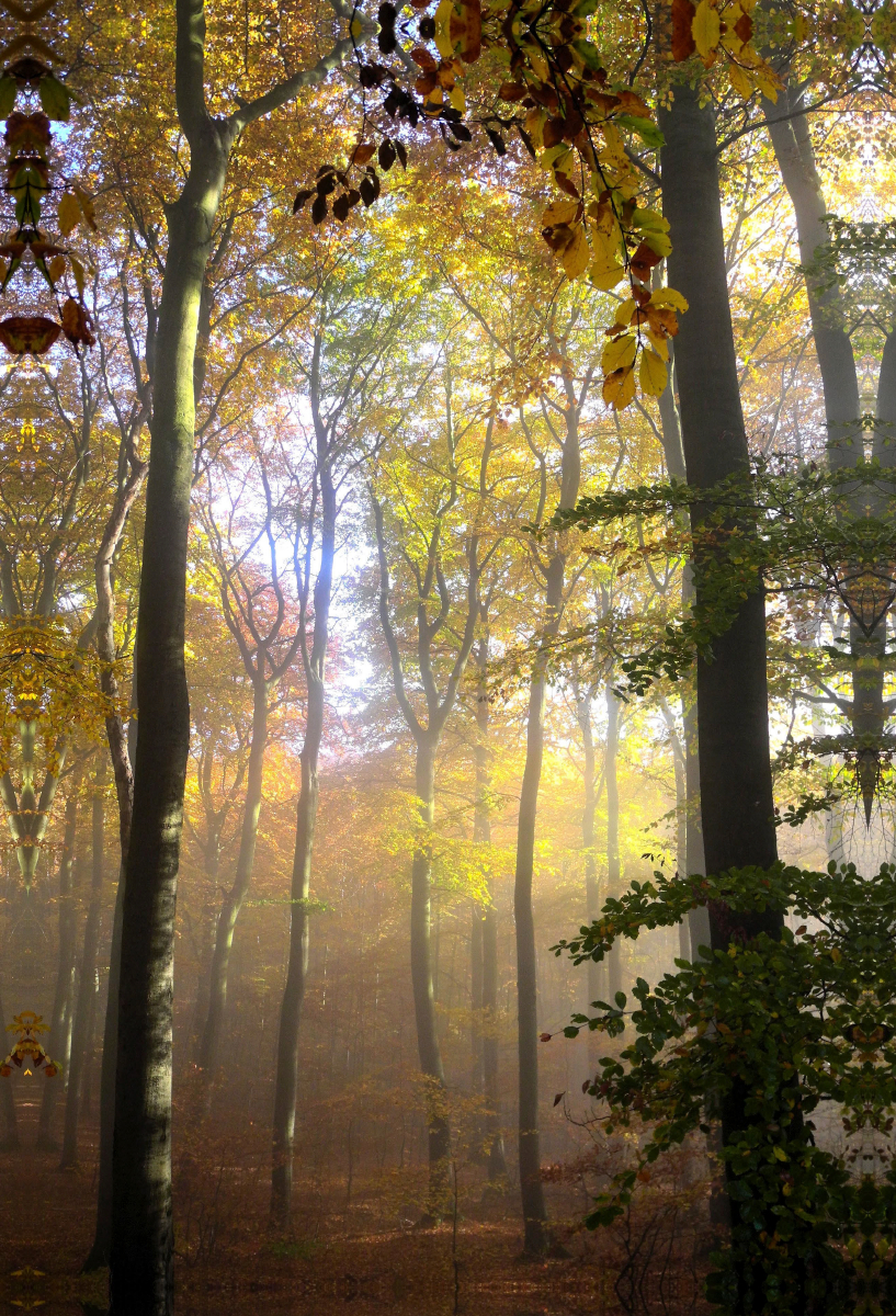 Ein Motiv aus dem Kalender Herbstmorgen in der Eifel