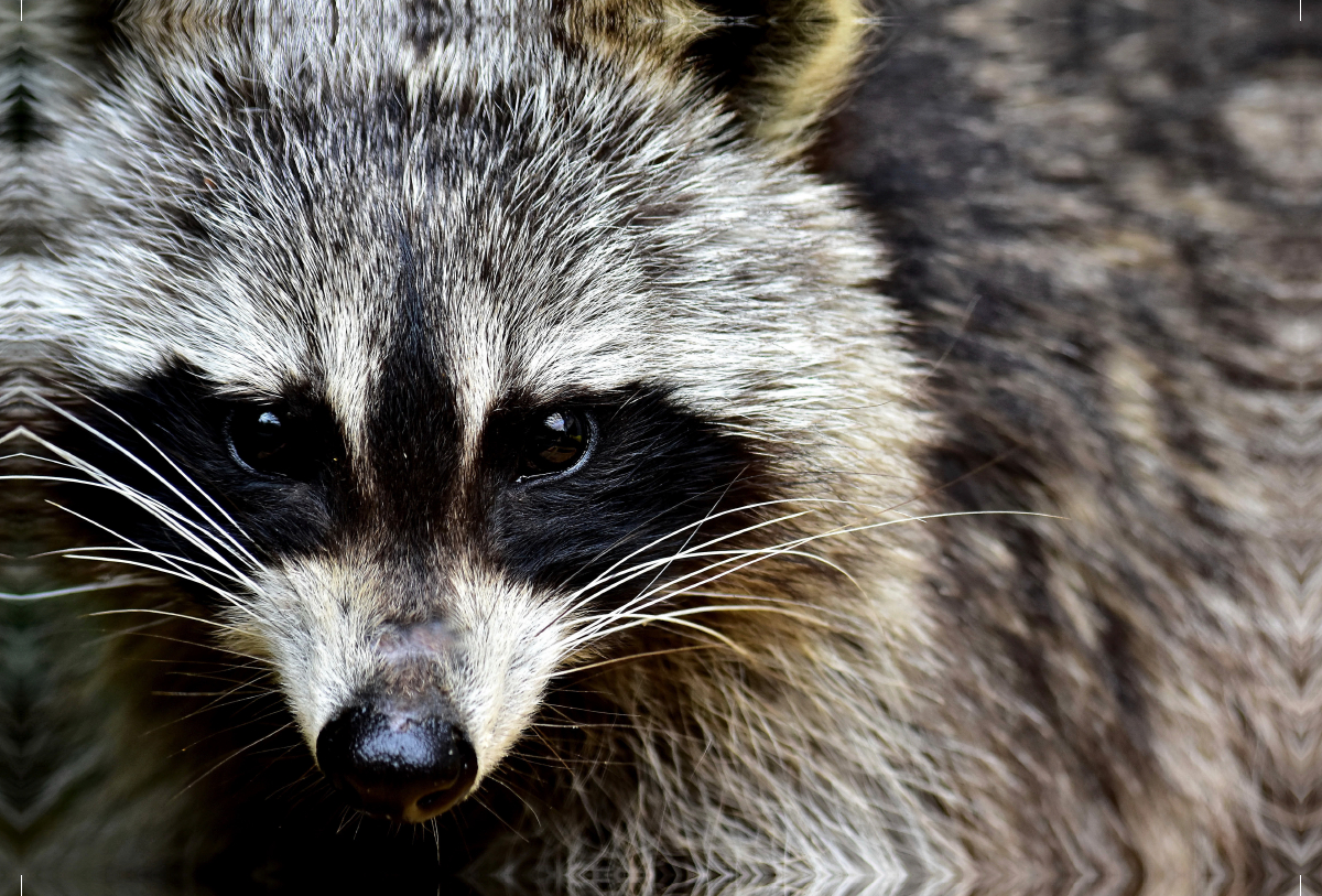 Waschbär - Foto Jean-Louis Glineur