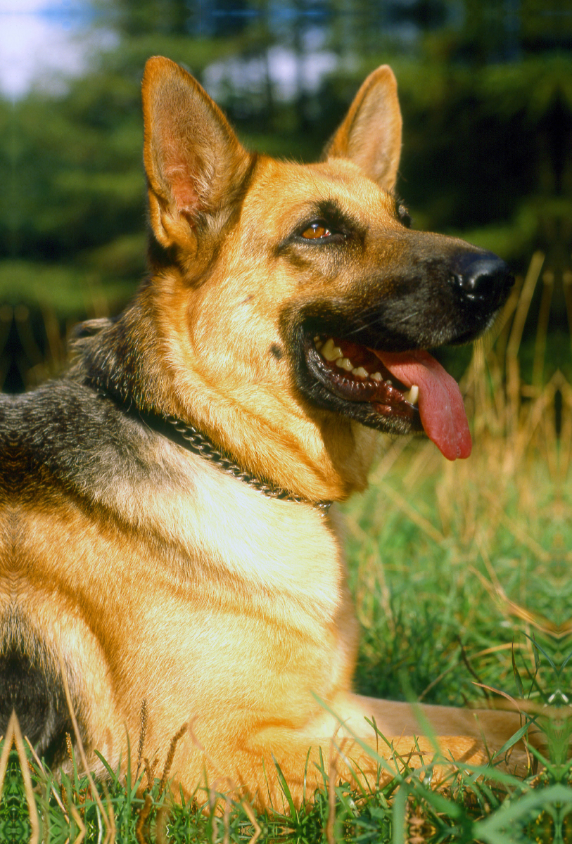 Tiere, Säugetiere, Hunde, Schäferhunde, Deutscher Schäferhund