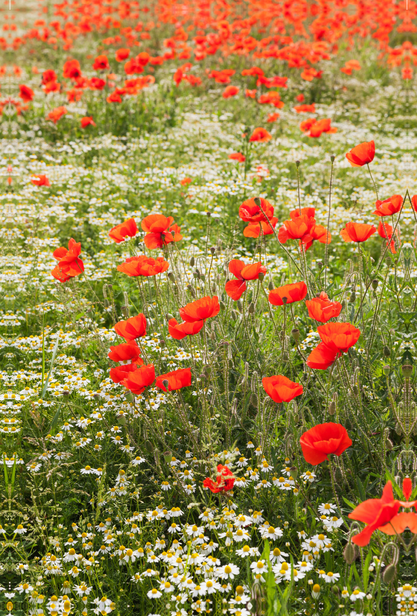 Traumhafte Mohnblumen und Kamilleblüten