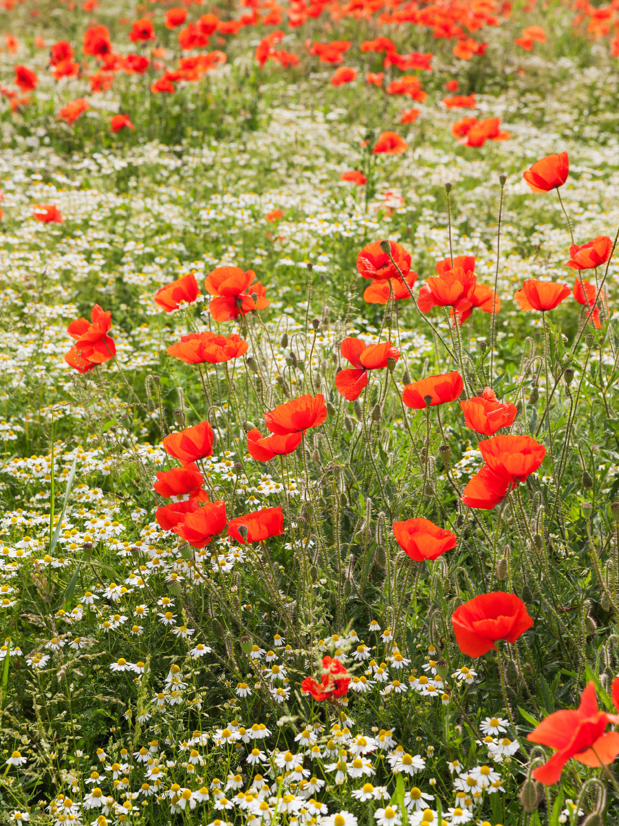 Traumhafte Mohnblumen und Kamilleblüten