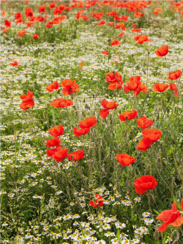 Traumhafte Mohnblumen und Kamilleblüten