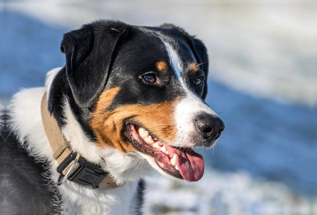 Appenzeller Sennenhund