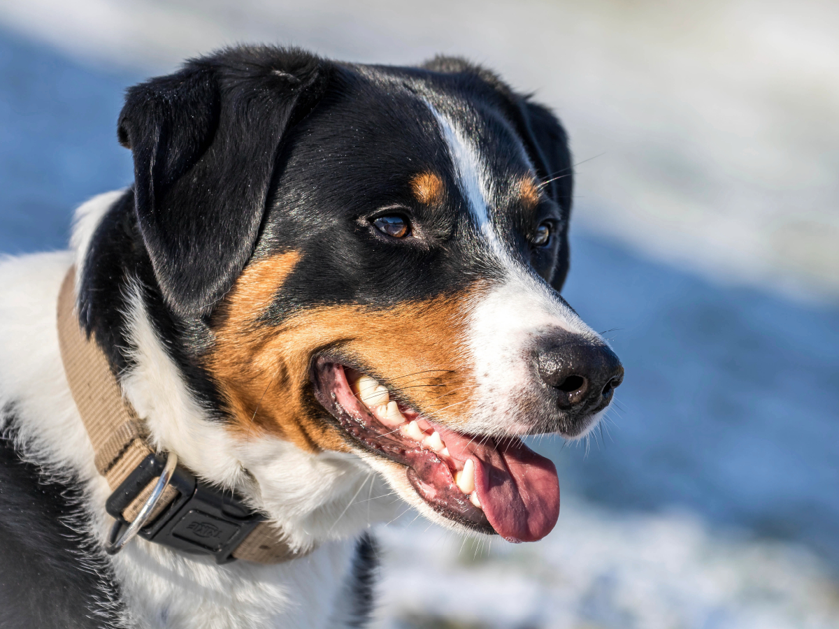 Appenzeller Sennenhund