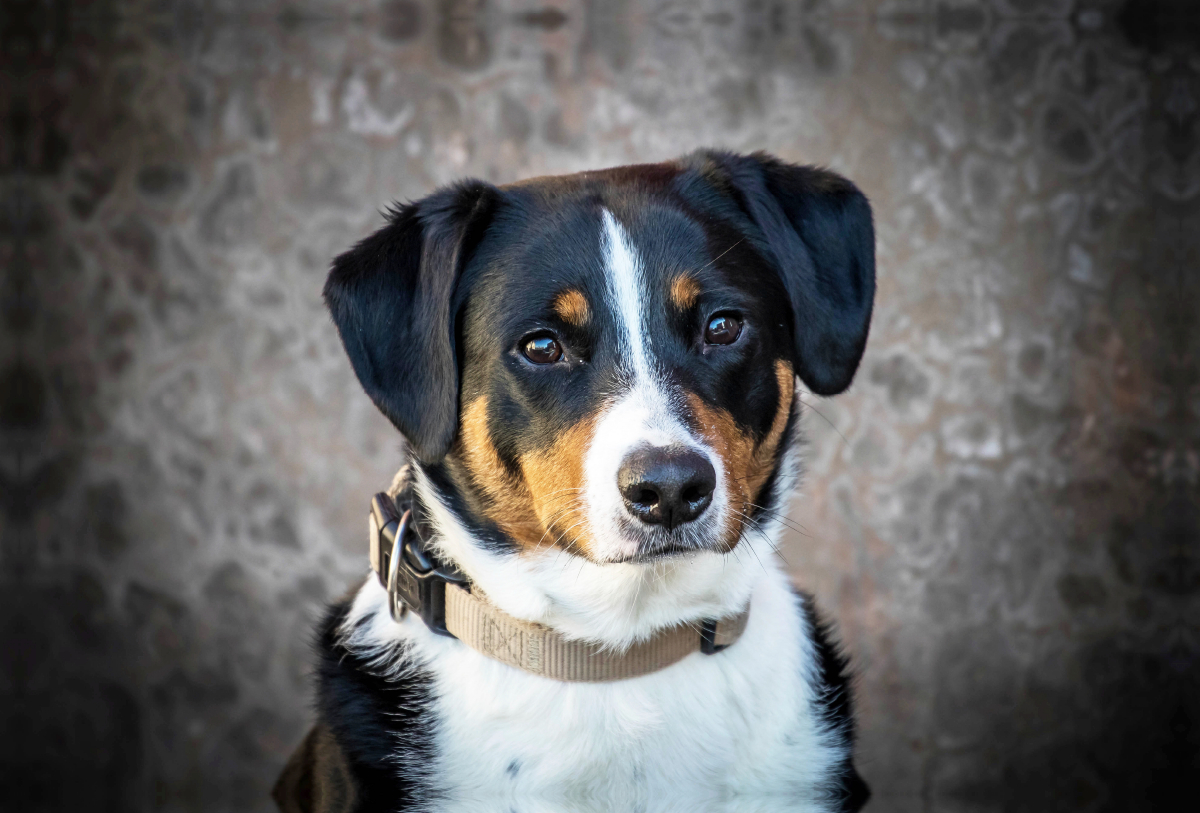 Appenzeller Sennenhund