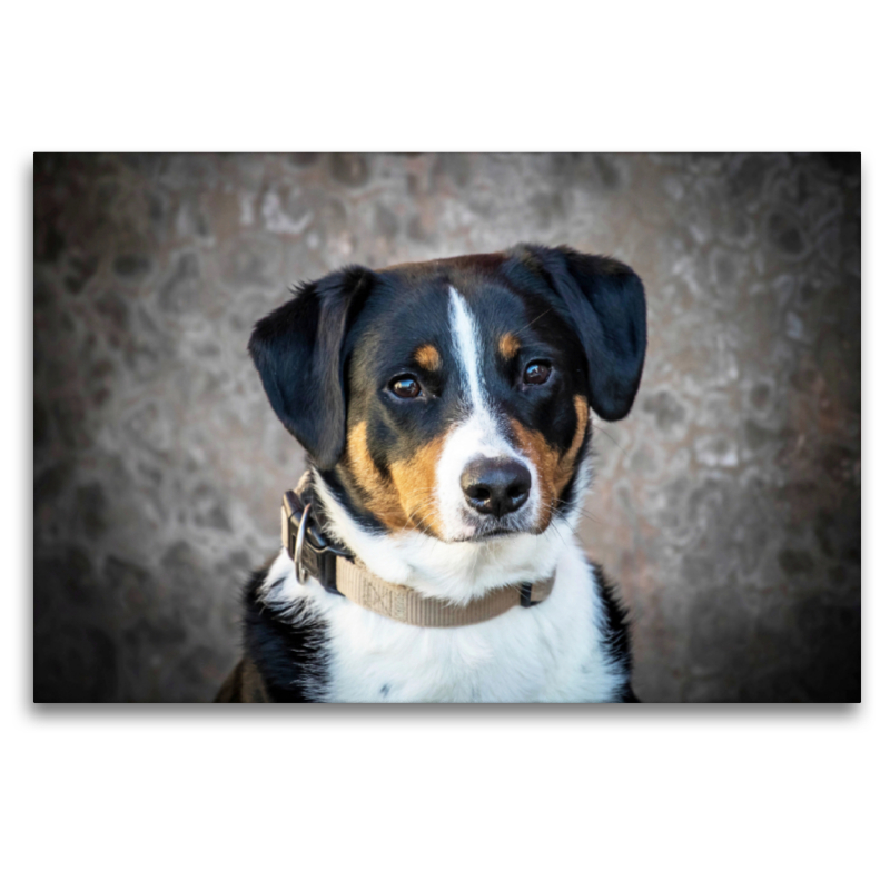 Appenzeller Sennenhund