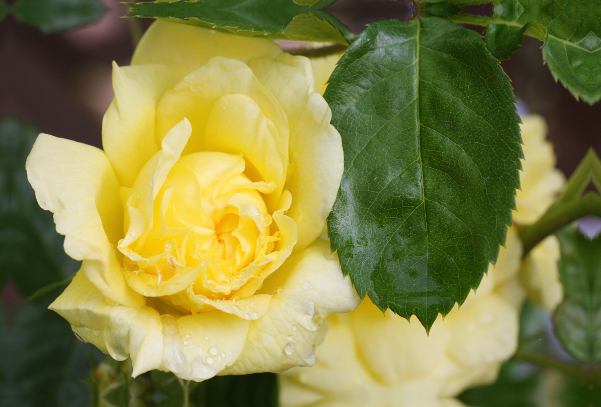 Rosa 'Yellow Meilove'