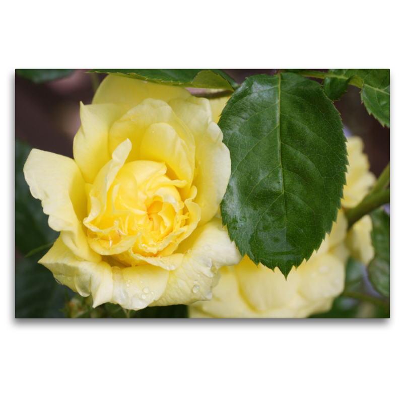 Rosa 'Yellow Meilove'