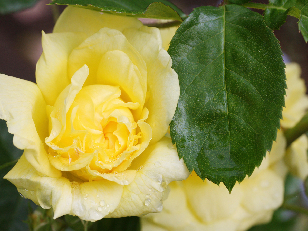 Rosa 'Yellow Meilove'