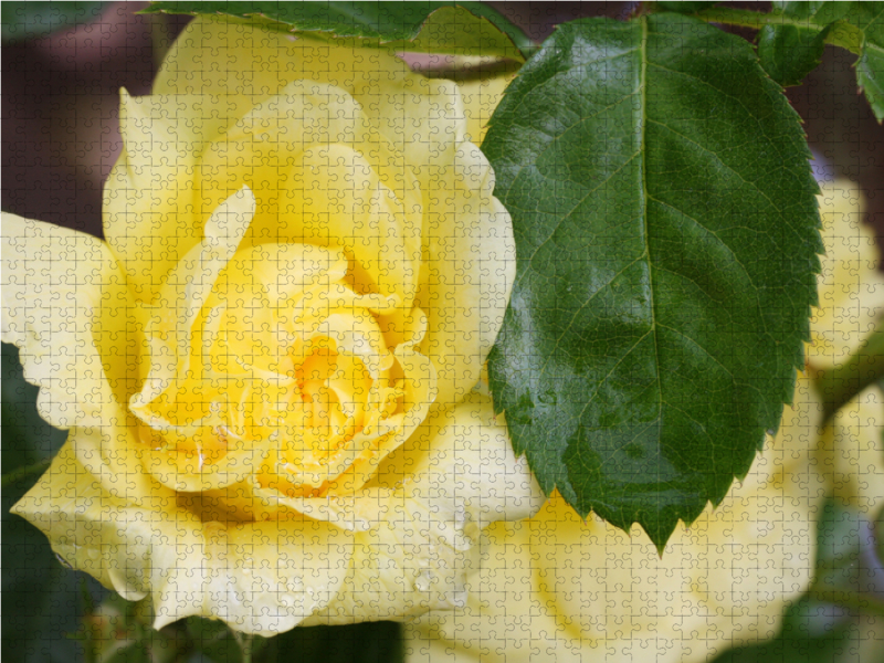 Rosa 'Yellow Meilove'