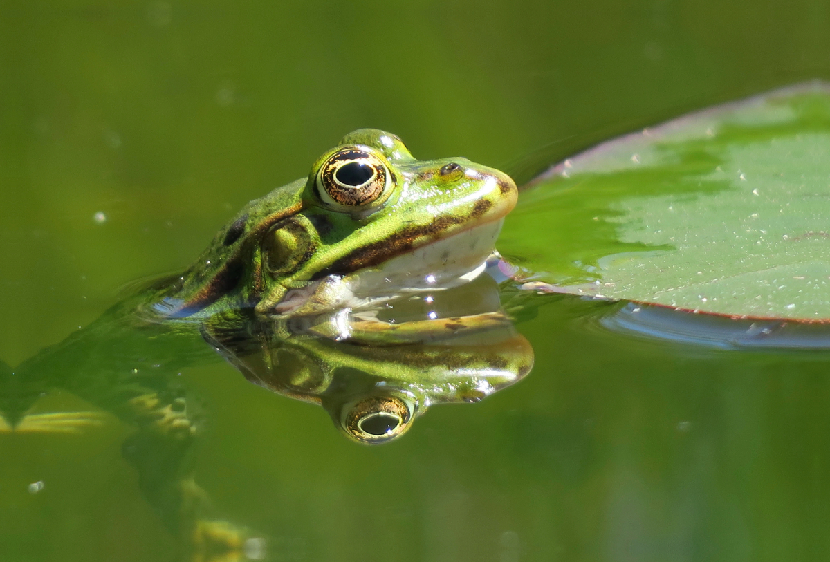 Frosch spiegelt sich im Wasser