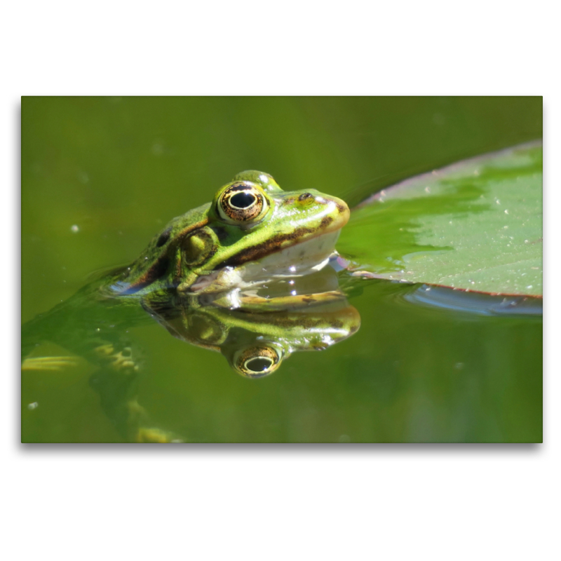 Frosch spiegelt sich im Wasser