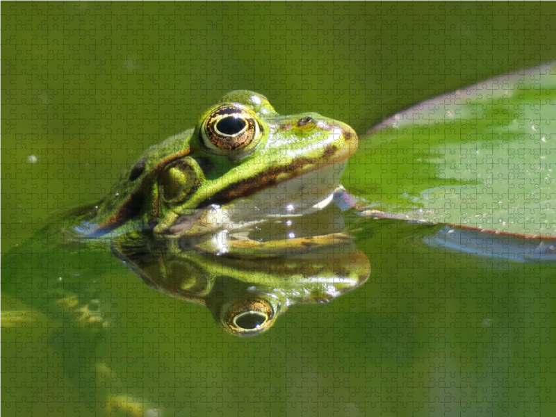 Frosch spiegelt sich im Wasser