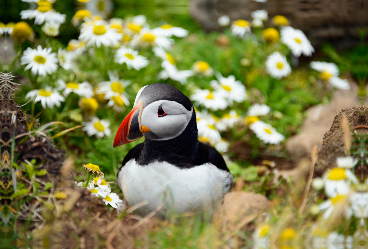 Papageitaucher am Latrabjarg