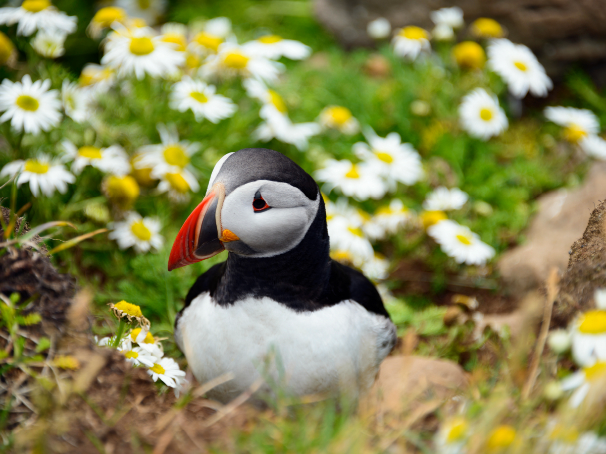 Papageitaucher am Latrabjarg