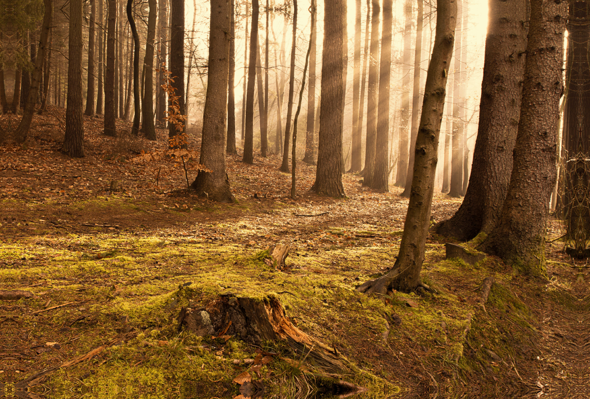 Sonnenaufgang im Wald