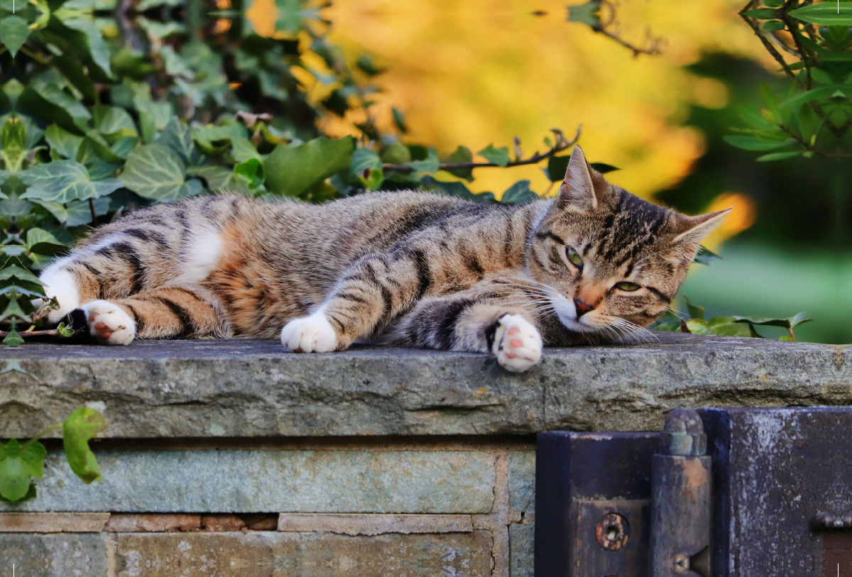 Ruhende Katze