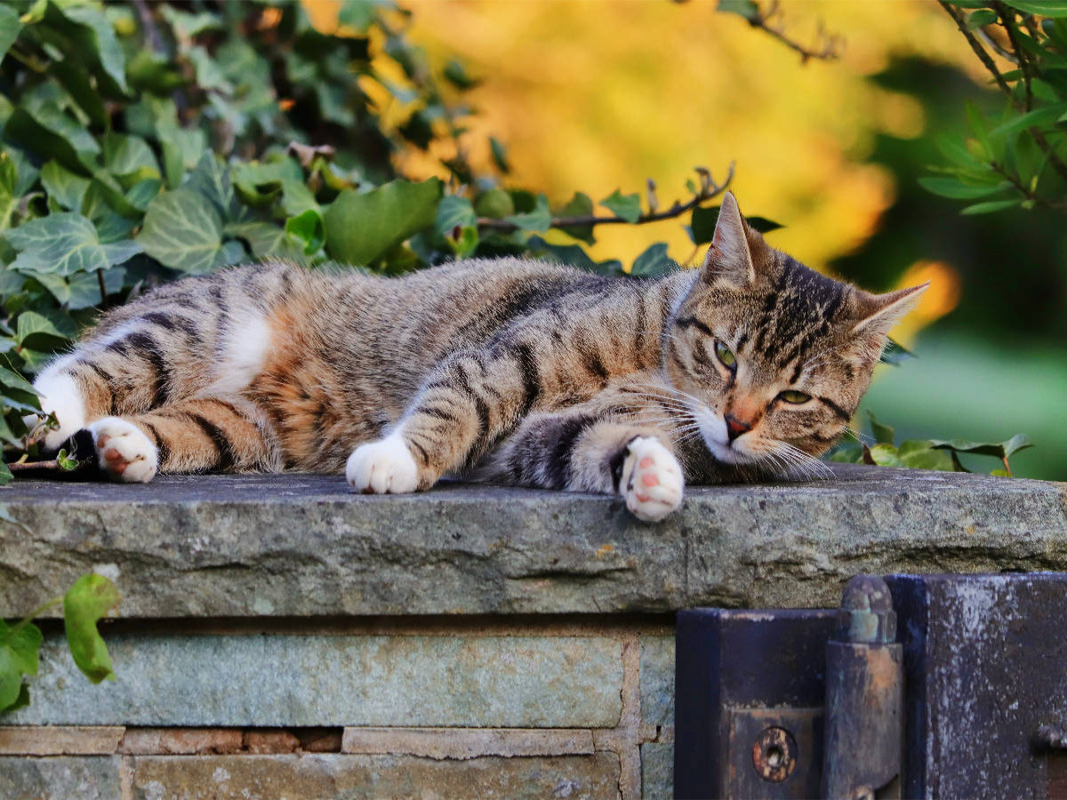 Ruhende Katze
