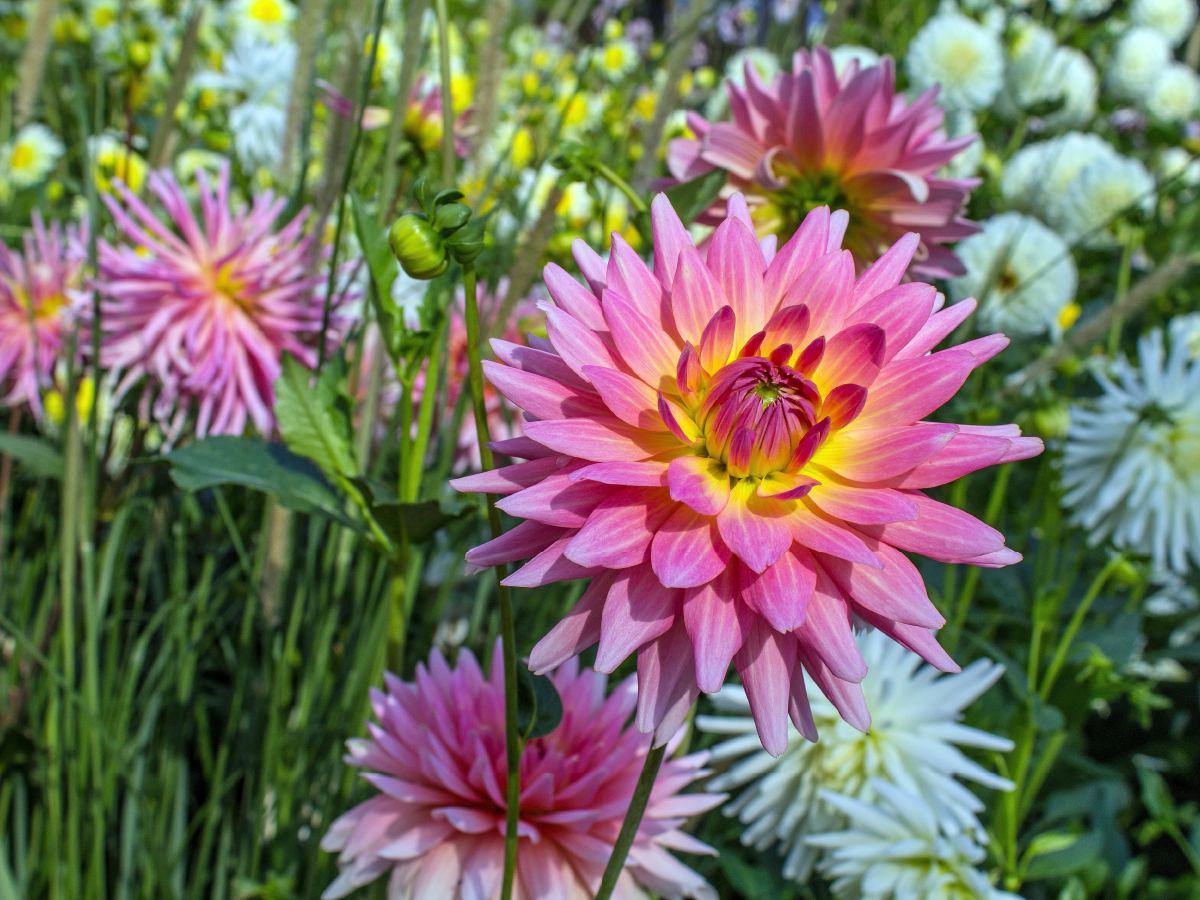 Blumen - Geschenke der Natur - Rote Dahlien