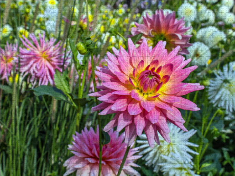 Blumen - Geschenke der Natur - Rote Dahlien