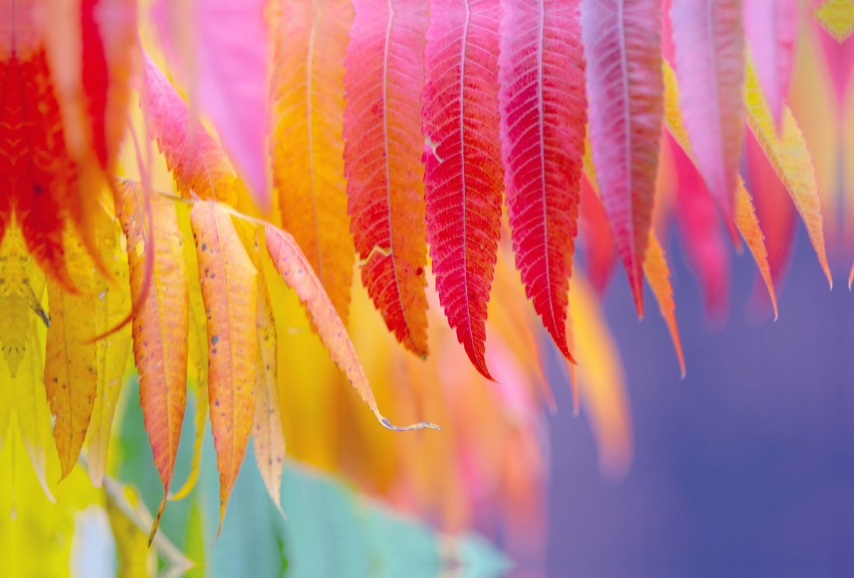 Buntes Herbstlaub