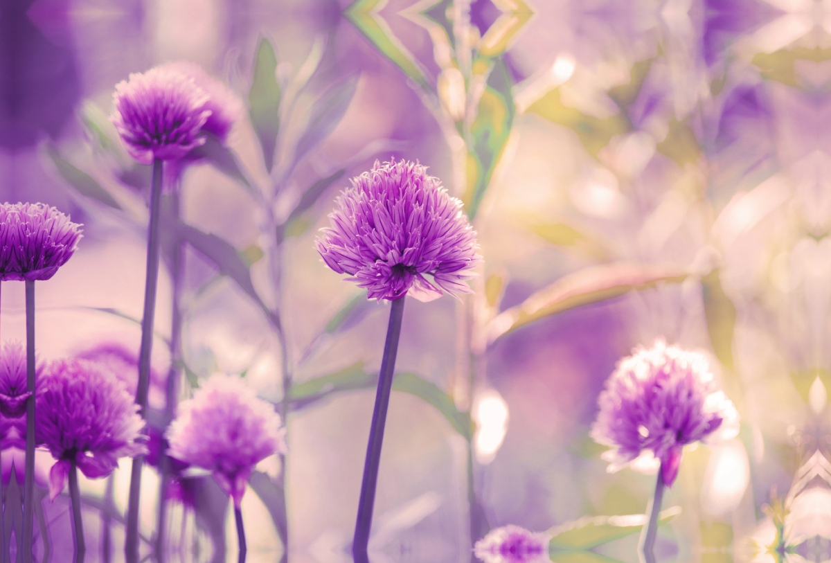 Kleiner Allium in voller Blüte