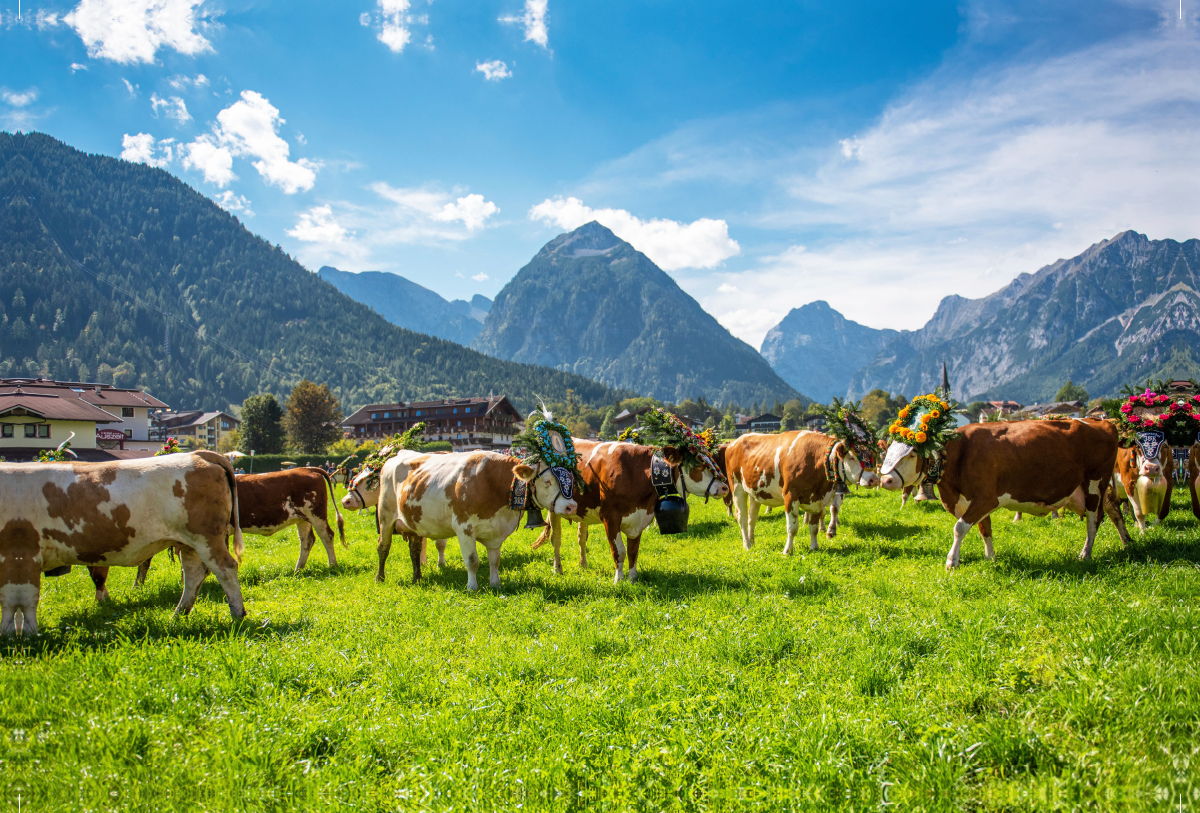 Almabtrieb in Pertisau