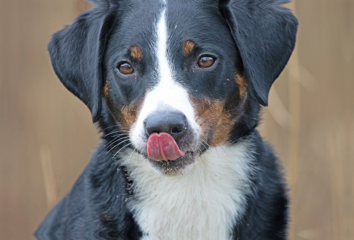 Appenzeller Sennenhund