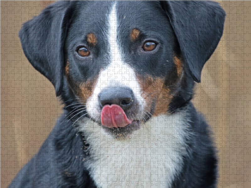 Appenzeller Sennenhund