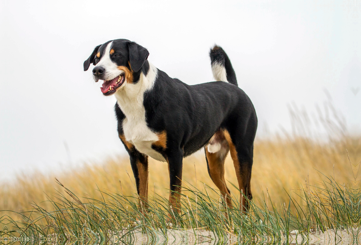 Appenzeller Sennenhund Rüde