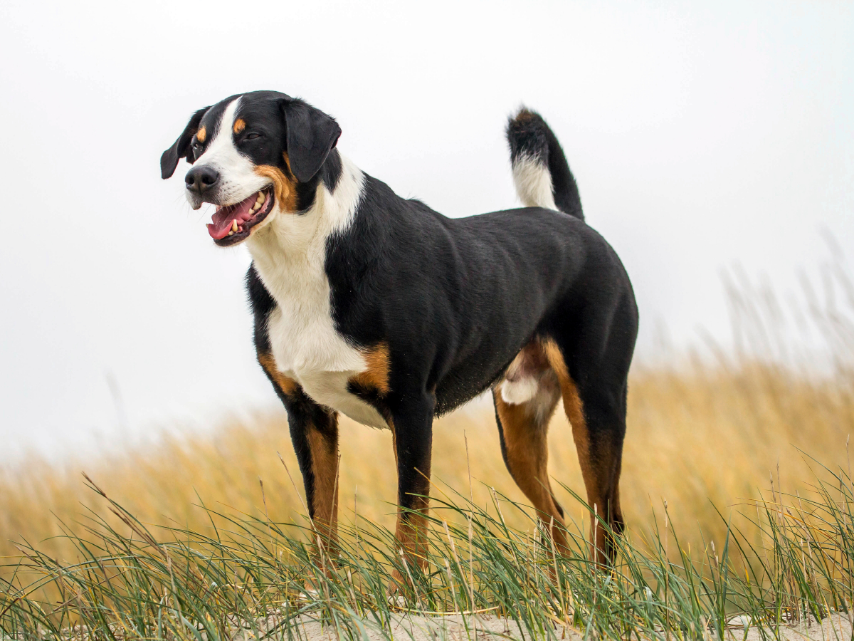 Appenzeller Sennenhund Rüde