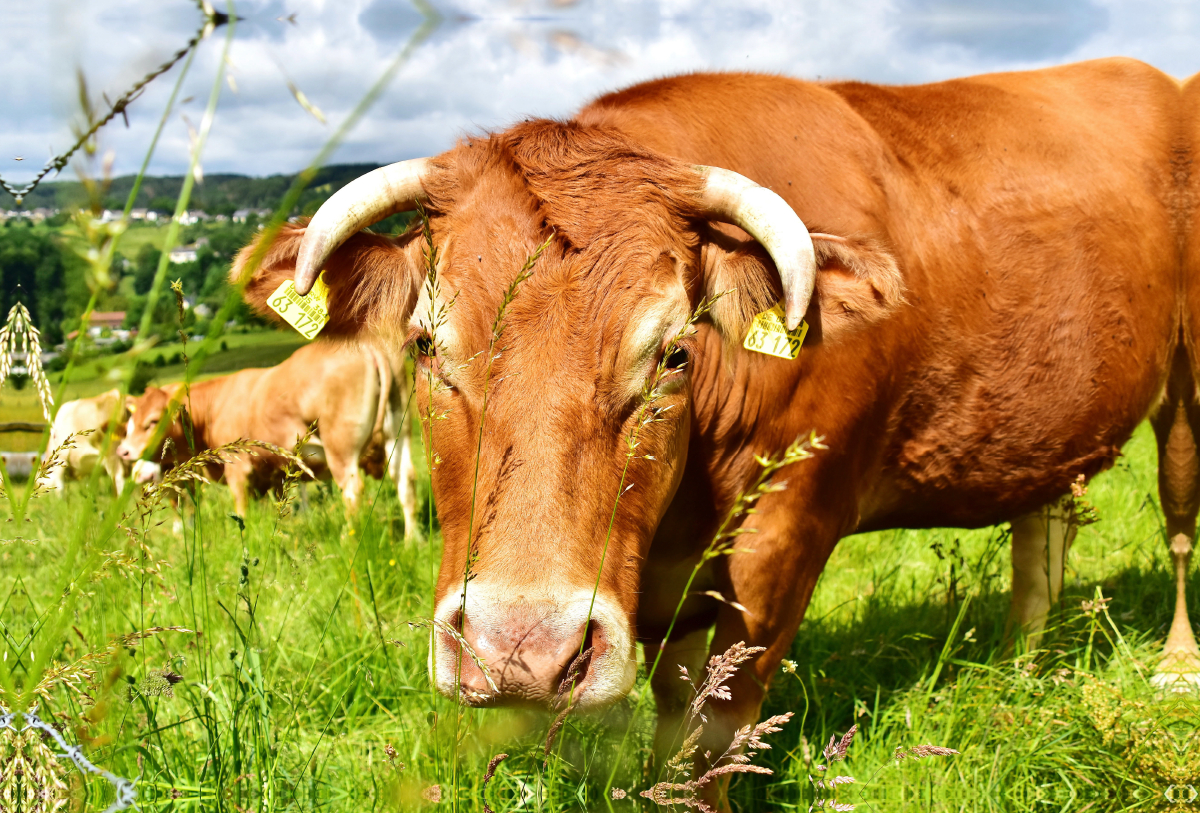 Gutmütig und unbesorgt betrachtet das neugierige Rind das Tun des Fotografen.