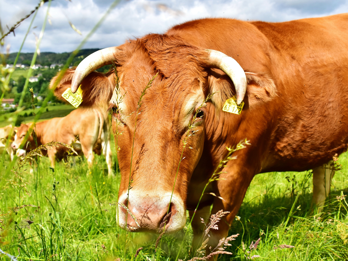 Gutmütig und unbesorgt betrachtet das neugierige Rind das Tun des Fotografen.