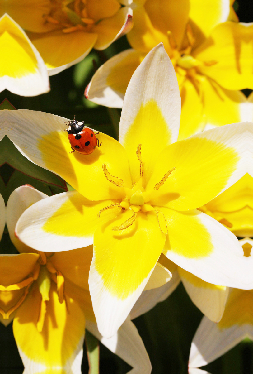 Tulipa tarda mit Marienkäfer