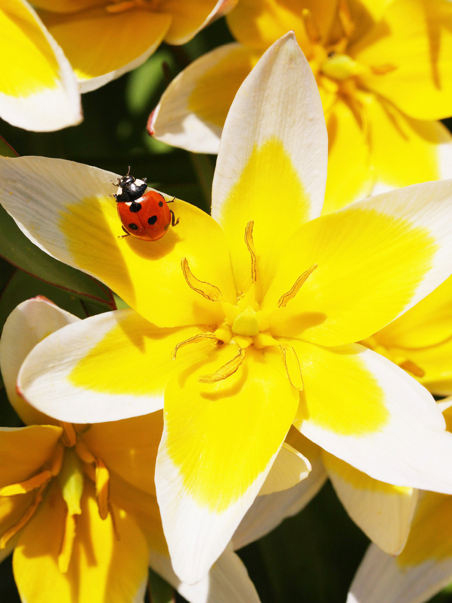 Tulipa tarda mit Marienkäfer