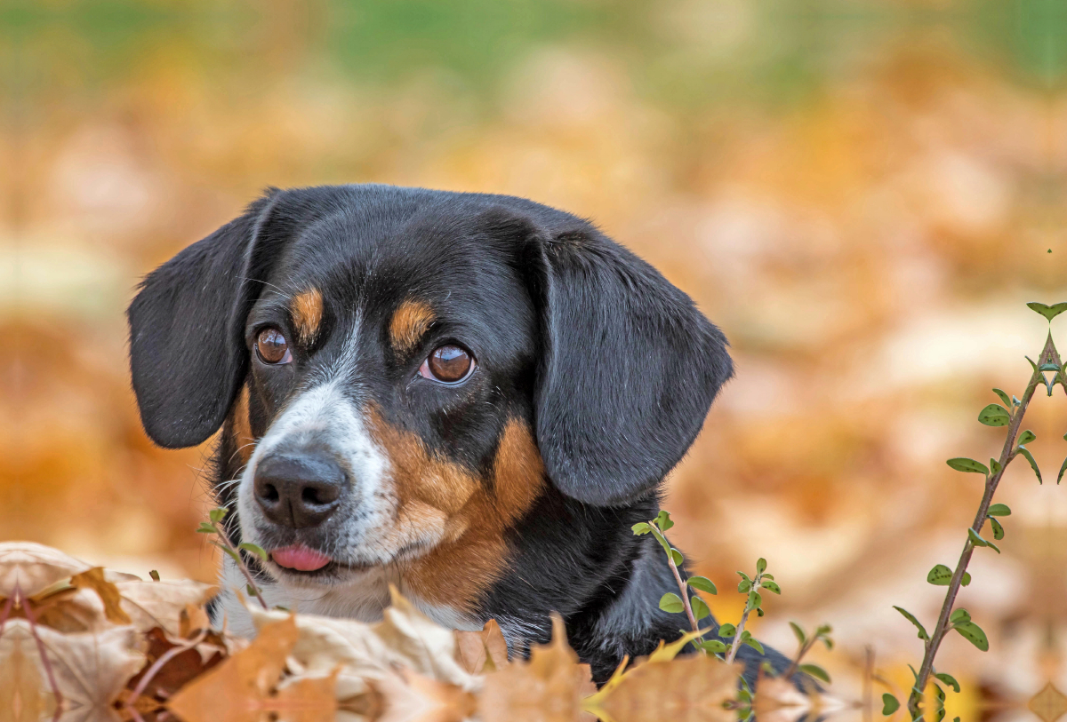 Herbstportait